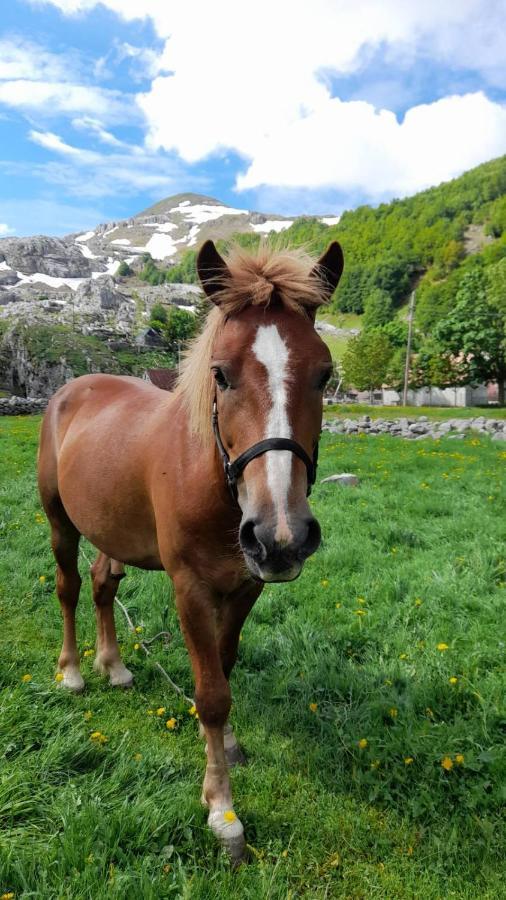 Katun Mokra Accommodation & Horseback Riding 波德戈里察 外观 照片